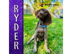 Adopt Back to School Litter: Ryder - No Longer Accepting Applications a German