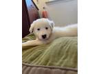 Adopt Blueberry (Sweet as Pie Litter) a Great Pyrenees