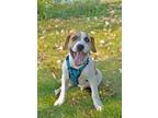 Adopt MN Vikings Litter #1 - DePaola a Beagle, Mixed Breed