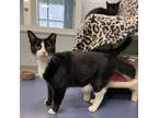 Adopt Flex a Domestic Short Hair