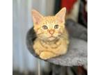 Adopt Fruit Loop a Domestic Short Hair