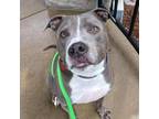 Adopt Odin a Pit Bull Terrier