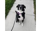 Adopt Loki a Labrador Retriever, Border Collie