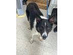 Adopt Rooster - Adoptable a Collie, Mixed Breed