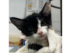 Adopt Fred a Domestic Short Hair