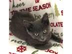 Adopt Eeyore a Domestic Medium Hair