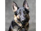 Adopt Cairo a German Shepherd Dog