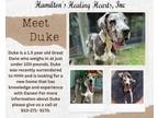 Adopt Duke a Great Dane