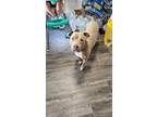 Adopt Teddy a Pit Bull Terrier