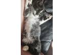 Adopt Angel a American Shorthair