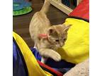 Adopt Goose a Domestic Medium Hair