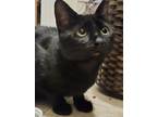 Adopt Shadow a Domestic Short Hair