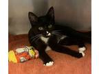 Adopt Rice Cake a Domestic Short Hair