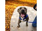 Adopt Frankey a Mixed Breed, Pit Bull Terrier