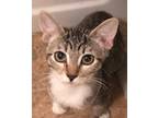 Adopt Leah a Domestic Short Hair