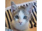 Dosty, Domestic Shorthair For Adoption In Irvine, California