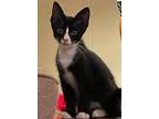 Popeye (strong Little Tuxedo), Domestic Shorthair For Adoption In Lewistown