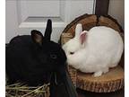 Ivy, Netherland Dwarf For Adoption In Mattawan, Michigan