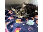 Adopt Tinker a Domestic Long Hair