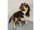 Adopt Trixie a Rottweiler, German Shepherd Dog