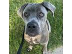 Adopt Heidi a Mastiff