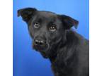 Adopt Stonecrop 070204S a Collie, Black Labrador Retriever