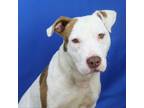 Adopt Parker- 061704S a Pit Bull Terrier