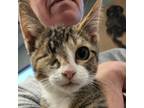 Adopt Tiny Tiger 071701S a Domestic Short Hair