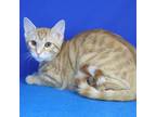 Adopt Harley 062012S a Domestic Short Hair