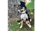 Adopt Paris a Feist, Cattle Dog