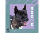 Adopt Rosie a Akita, Mixed Breed