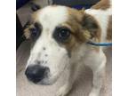 Adopt Paprika a Australian Shepherd, Mixed Breed