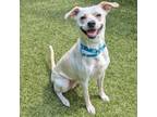 Adopt Diamond a Feist