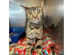 Adopt Atlas a Domestic Short Hair