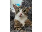 Adopt Tigris a Domestic Short Hair