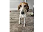 Adopt Dottie a Hound