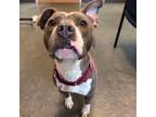 Adopt Pearl a Staffordshire Bull Terrier