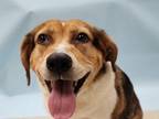 Adopt Ellie a Cattle Dog, Hound