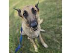 Adopt Tilly a German Shepherd Dog