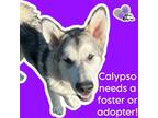 Adopt Calypso a Alaskan Malamute