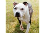 Adopt Mary Beth a Pit Bull Terrier