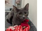 Adopt Gargoyle a Domestic Short Hair