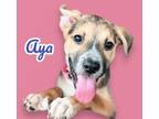 Adopt Aya a Beagle, Shepherd