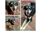 Adopt Kendric a Shepherd, Mixed Breed