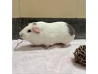 Adopt Cedric Piggery a Guinea Pig