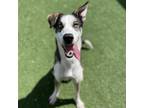 Adopt Rambo a Husky