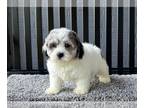 ShihPoo PUPPY FOR SALE ADN-815574 - Male Shihpoo Puppy