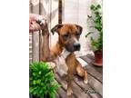 Adopt John a Terrier, Mixed Breed