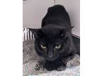 Adopt Toro a Domestic Short Hair