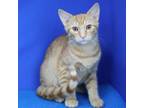 Adopt Junior 062011S a Domestic Short Hair